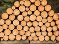 Many stacked wooden trunks