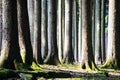 Many stems of baren trees in a colorless forest woods Royalty Free Stock Photo