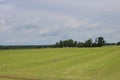 Many storks have landed on a green field in the vastness of Latvia in search of food on a summer day 2020