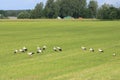 Many storks have landed on a green field in the vastness of Latvia in search of food on a summer day 2020