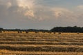 many straw bales on fields with dense clouds on the sky Royalty Free Stock Photo
