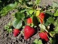 Strawberry plant in a sunny day