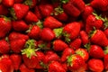 Many strawberries Royalty Free Stock Photo