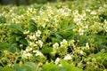 Many strawberry berries are flowers. Royalty Free Stock Photo