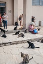 Many stray cats outside the Archaeological Museum on the island of Delos, Greece Royalty Free Stock Photo