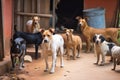 Many stray dogs. AI Generated