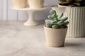 Many succulent plants, indoor potted plant. Beautiful succulents. Royalty Free Stock Photo