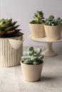 Many succulent plants, indoor potted plant. Beautiful succulents. Royalty Free Stock Photo