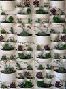 Many succulent plants in a plastic vertical wall planter