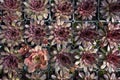 Many succulent plants in pots background, top view. Beautiful flowers Royalty Free Stock Photo