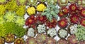 Many succulents in a garden centre. Royalty Free Stock Photo