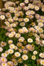 Daisy flowers in the grass Royalty Free Stock Photo
