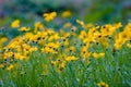 Many summer yellow wildflowers like daisies on a green background. Selective focus. Royalty Free Stock Photo