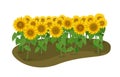 Many sunflower