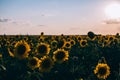 Many sunflowers field sunset shadows Royalty Free Stock Photo