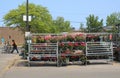 A worker returns grocery carts to the store near outdoor plant and flower market in spring.