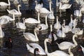 Many swan and water