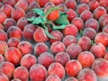 Many sweet fresh organic peach fruits full frame background. Local farmer market Royalty Free Stock Photo