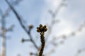 Many swollen cherry buds at end of branch. Early spring. Beginning of juice movement. Preparing buds for budding.