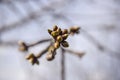 Many swollen cherry buds at end of branch. Early spring. Beginning of juice movement. Preparing buds for budding.