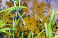 Many tadpoles swim in a muddy puddle lit by the sun in the forest