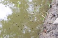 Many tadpoles are swimming in the swamp behind some asian garden home