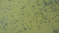 many tadpoles in the water