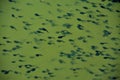 many tadpoles in the water