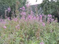Many tall dark pink flowers among the grass