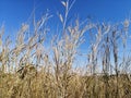 Many tall grasses and blue sky