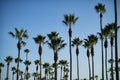 Many, tall palm trees