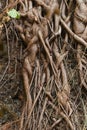 Many tangled roots of a an old banyan tree Royalty Free Stock Photo