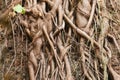 Many tangled roots of a an old banyan tree Royalty Free Stock Photo