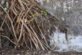 Many tangled roots of a an old banyan tree Royalty Free Stock Photo