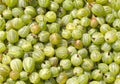 Many tasty fresh green gooseberries closeup Royalty Free Stock Photo