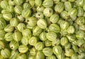 Many tasty green gooseberries closeup Royalty Free Stock Photo