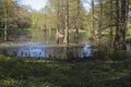 Taxodium trees at Romberg Park of the European Garden Heritage Network Royalty Free Stock Photo