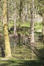 Taxodium trees at Romberg Park of the European Garden Heritage Network Royalty Free Stock Photo