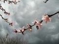 Many tender pink flowers on a thin peach branch. Royalty Free Stock Photo