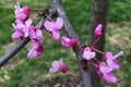 Many Texas redbuds blooming in spring Royalty Free Stock Photo