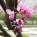 Many Texas redbuds blooming in spring Royalty Free Stock Photo