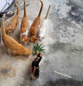 Many Thai cats look at pineapples