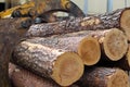 Tree trunks are transported for processing. Royalty Free Stock Photo