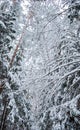 Many thin twigs covered with white snow. Beautiful winter snowy forest. Vertical image in blue tone