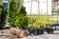 Many thujas tree with burlapped root ball prepared for planting in city park or residential building backyard. Lot of different Royalty Free Stock Photo