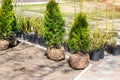 Many thujas tree with burlapped root ball prepared for planting in city park or residential building backyard. Lot of different Royalty Free Stock Photo