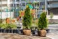 Many thujas tree with burlapped root ball prepared for planting in city park or residential building backyard. Lot of