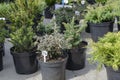 Many thujas tree stand in pots for planting