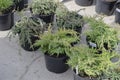 Many thujas tree stand in pots for planting