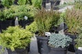 Many thujas tree stand in pots for planting